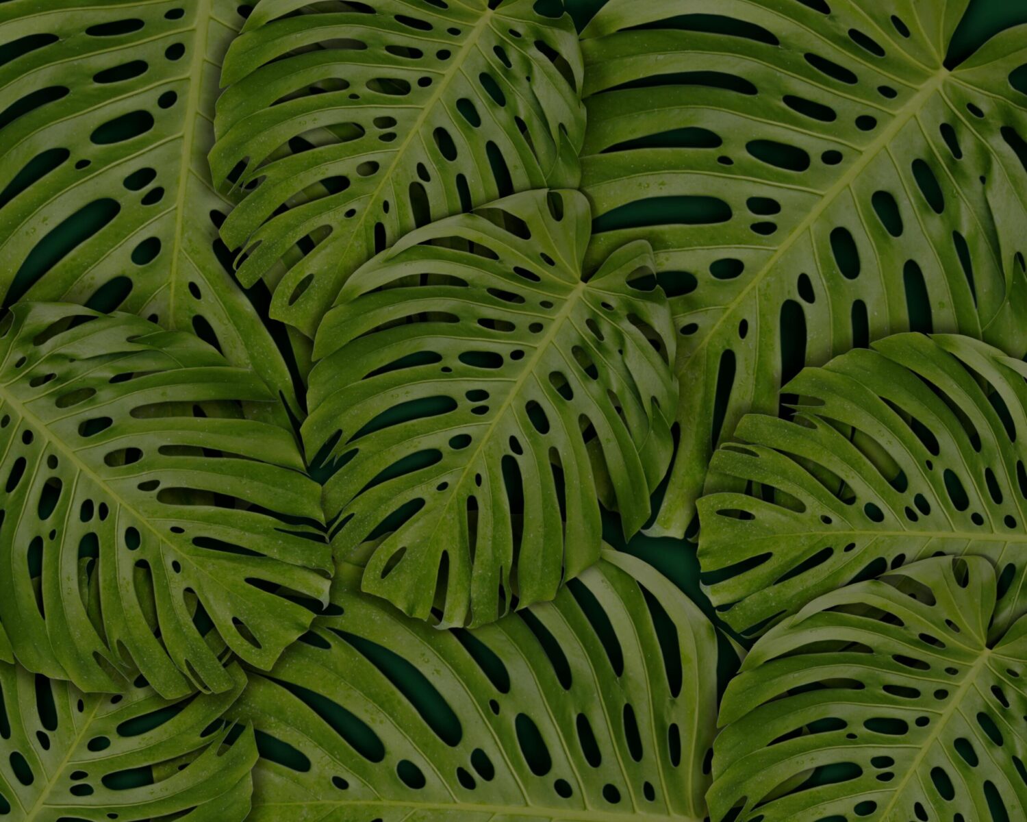 Close-up of vibrant green monstera leaves creating a lush botanical wallpaper.