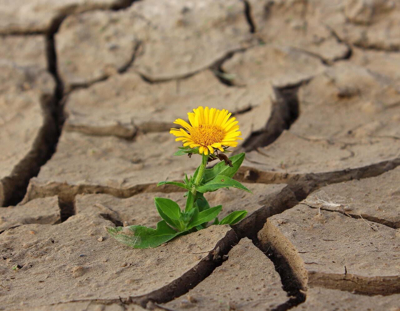 flower, life, yellow flower, crack, flower wallpaper, desert, drought, flower background, survival, loneliness, dry, beautiful flowers, dirt, single flower, bloom, blossom, nature, yellow petals